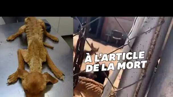 Des dizaines de chiens affamés sauvés d'une ferme de l'horreur en Espagne