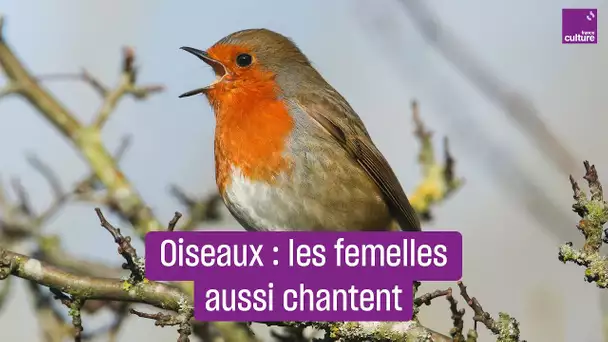 Le chant des oiseaux femelles, grand oublié des études de biologie