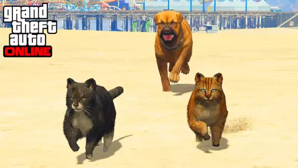 CHIEN VS CHATS - GTA 5 ONLINE