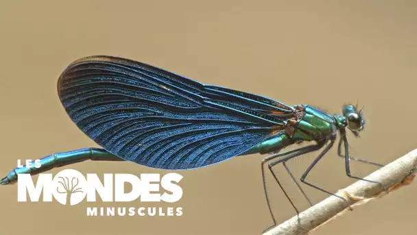 Les mondes minuscules : les demoiselles, d'étonnants insectes