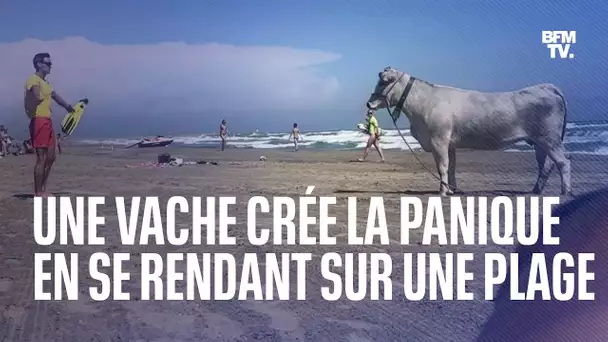 Une vache sème la pagaille sur une plage de Canet-en-Roussillon