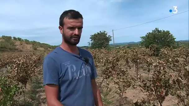 Près de Béziers : plus de 3000 pieds de vignes vandalisés chez un vigneron Bio