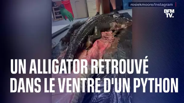 Floride: un alligator retrouvé dans le corps d’un python