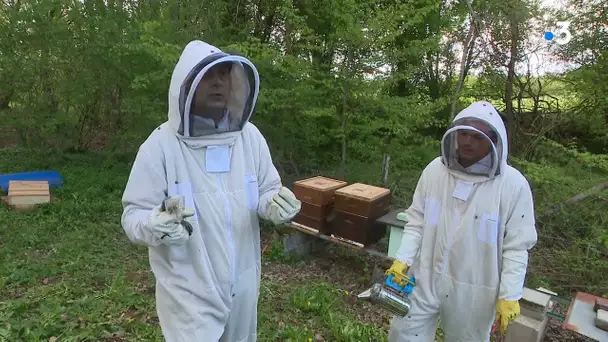 Des caméras-pièges pour les éviter le vol d'abeilles