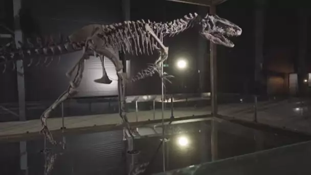 Une exposition de squelettes rares de dinosaures bientôt visible au Danemark • FRANCE 24
