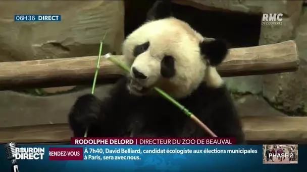 Déconfinement: le parc zoologique de Beauval, dans le Loir-et-Cher, rouvre ses portes ce mardi