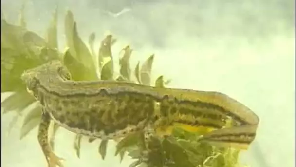 Faune et Flore : Le triton et la salamandre - Documentaire animalier