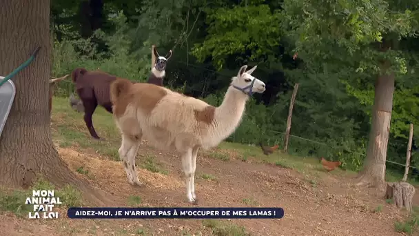 Mon animal fait la loi - Emeraude et Okaline, les lamas, sont ingérables !