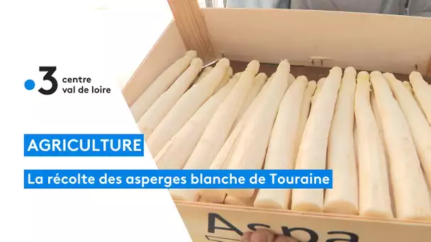 Touraine : la récolte précoce des asperges blanches