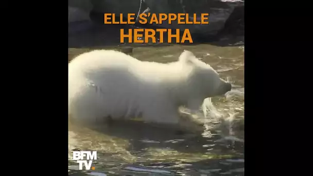 La petite ourse polaire du zoo de Berlin a enfin un prénom