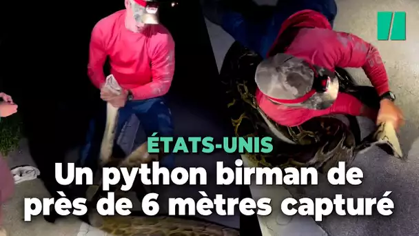 Un python birman de près de six mètres découvert en Floride, du jamais vu
