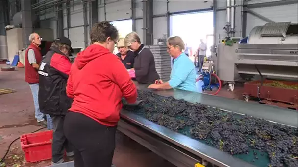 Premier jour des vendanges chez Bouchard