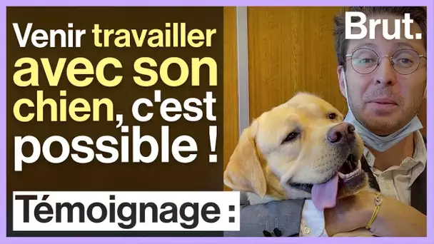🐶 À la mairie de Grenoble, on peut venir travailler avec son chien