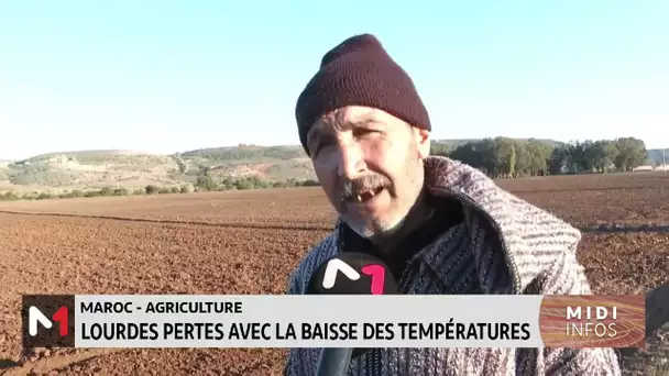 Maroc-Agriculture: Lourdes pertes avec la baisse des températures