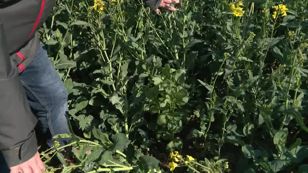 Dans l'Yonne, des essais agroécologiques dans les champs de colza contre la pollution de l'eau