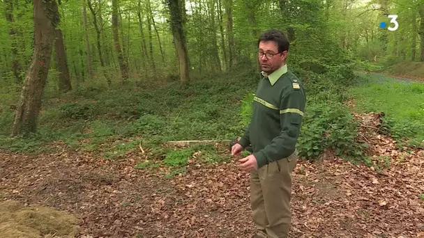 L'ONF face aux incivilités en forêt pendant le confinement