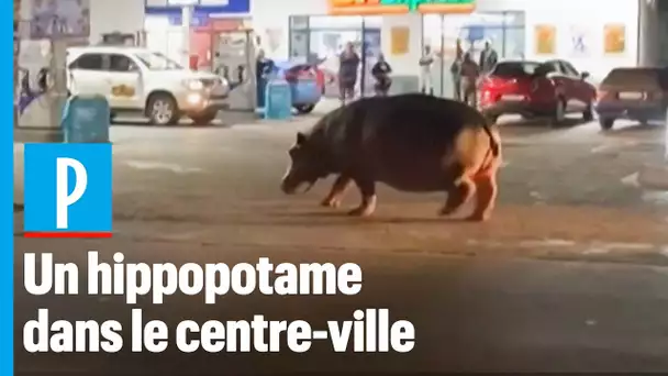 Un hippopotame se promène au cœur d’une ville d'Afrique du Sud