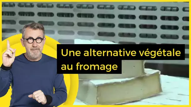 Une alternative végétale au fromage  - C Jamy