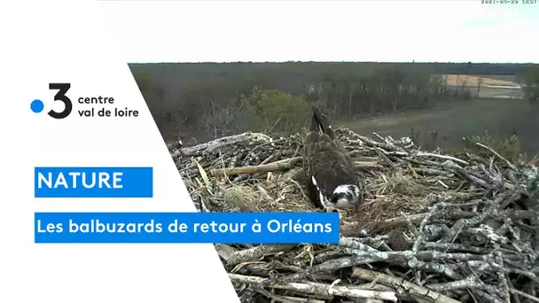 Nature : balbuzards-pêcheurs ont retrouvé leur site de nidification en forêt d'Orléans