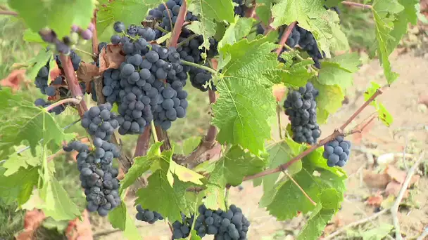 Vignobles : vendanges précoces pour le Crémant