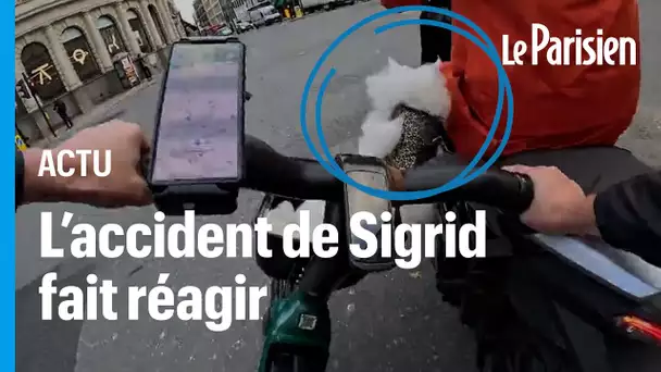 L’accident de la route de Sigrid, un chat star des réseaux sociaux, émeut la Grande Bretagne