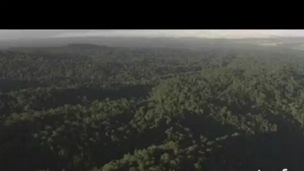 Tanzanie : forêt, volcan en fond