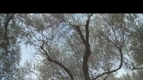 MEDITERRANEO – Au Monténégro, à Ulcinj, l'olivier représente un arbre sacré