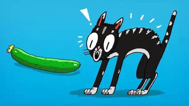 Ce n’est pas drôle, mais voilà pourquoi les chats détestent les concombres