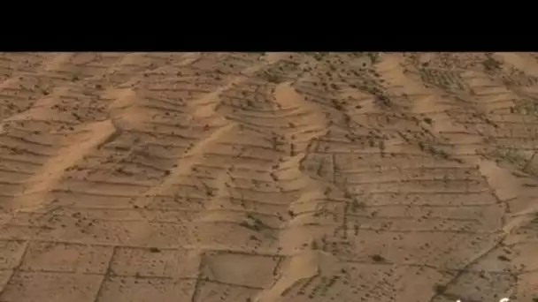 Mauritanie : plantations contre la désertification