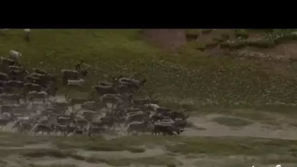 Groënland : élans devant la calotte glaciaire