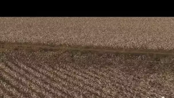 Etats Unis, Texas : récolte du coton