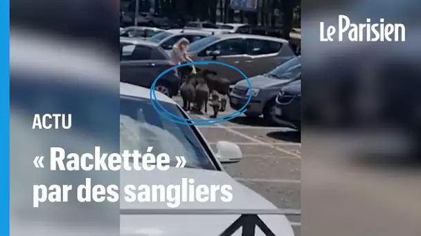 Italie : des sangliers «rackettent» une cliente sur le parking d’un supermarché