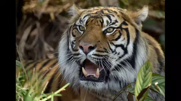 WWF : comment sauver les espèces en voie de disparition ?