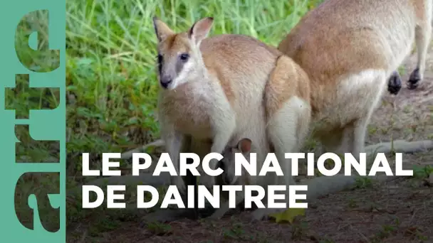 Daintree, l'Australie des origines | Merveilles de la nature (2/2) | ARTE Family