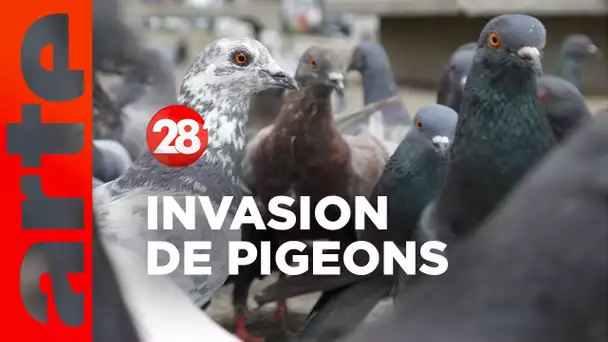 Intéressant : Pourquoi nos villes sont-elles pleines de pigeons ? - 28 minutes - ARTE