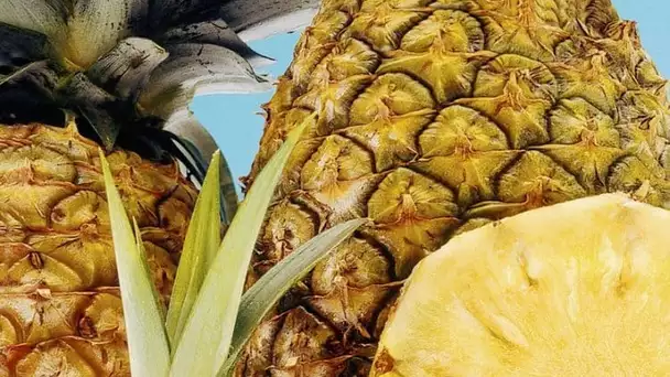 Un ananas confondu avec une œuvre d’art dans un musée !