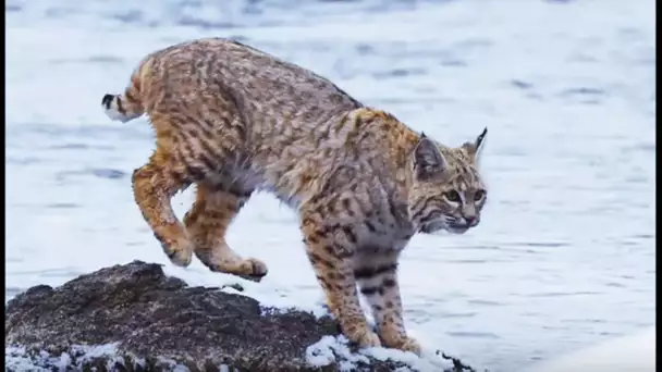 Survie : l&#039;aventure du lynx des Rocheuses - ZAPPING SAUVAGE