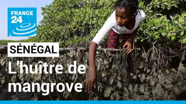 Sénégal : l'huître de mangrove, une perle à cultiver • FRANCE 24