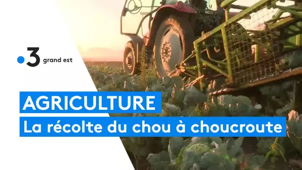 Agriculture : la récolte du chou à choucroute