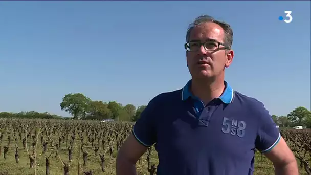 Viticulture : la confusion sexuelle, une alternative aux traitements chimiques