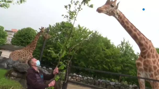 Réouverture du Zoo de Maubeuge.