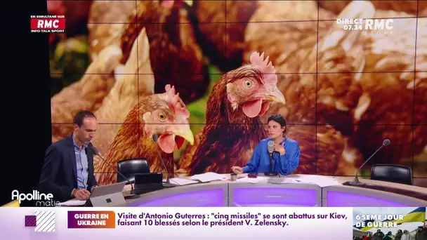 La guerre en Ukraine et une épidémie de grippe aviaire font craindre une pénurie de volaille
