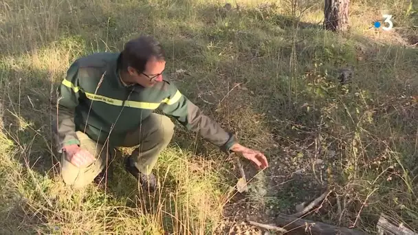 Dans les Alpes de Haute Provence, la sécheresse de l'été laisse la forêt en souffrance