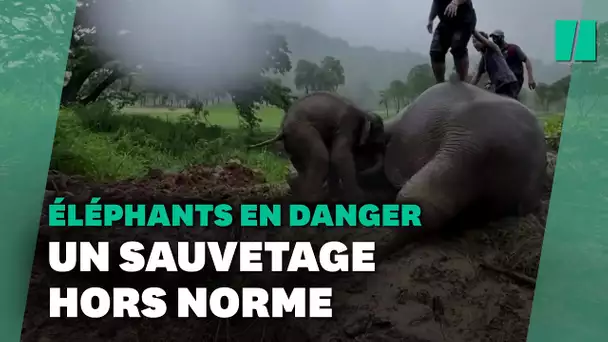 En Thaïlande, l'incroyable sauvetage d'un bébé éléphant et sa mère