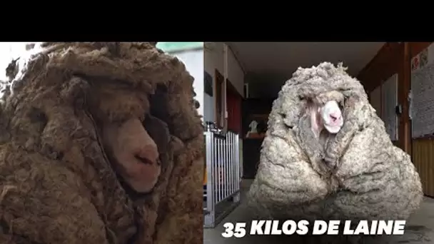 En Australie, ce mouton secouru avec 35 kilos de laine sur le dos