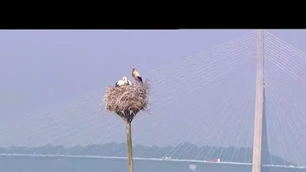 Pose de bagues sur des cigognes près du Havre