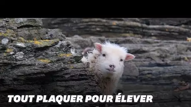 Tout plaquer pour élever des moutons écossais