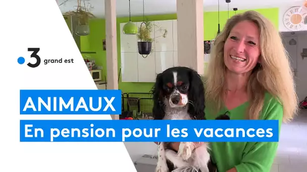 Vacances : les pensions pour animaux prennent le relai