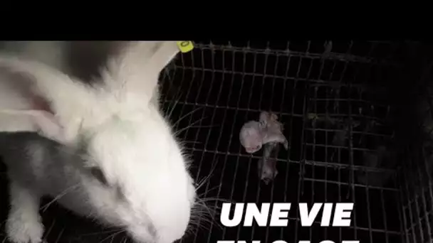 L214 dévoile les conditions de vie épouvantables des lapins en cage