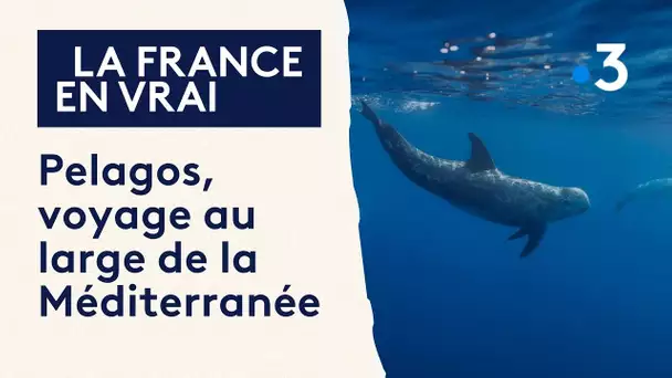 Pelagos, voyage au large de la Méditerranée